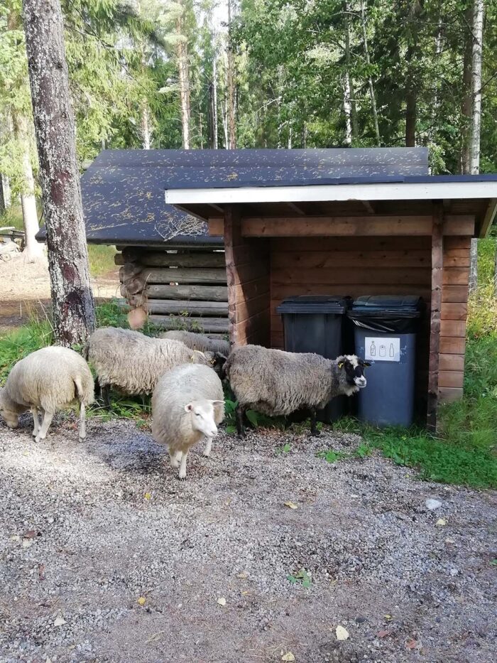 Lampaiden artikkelikuva 1