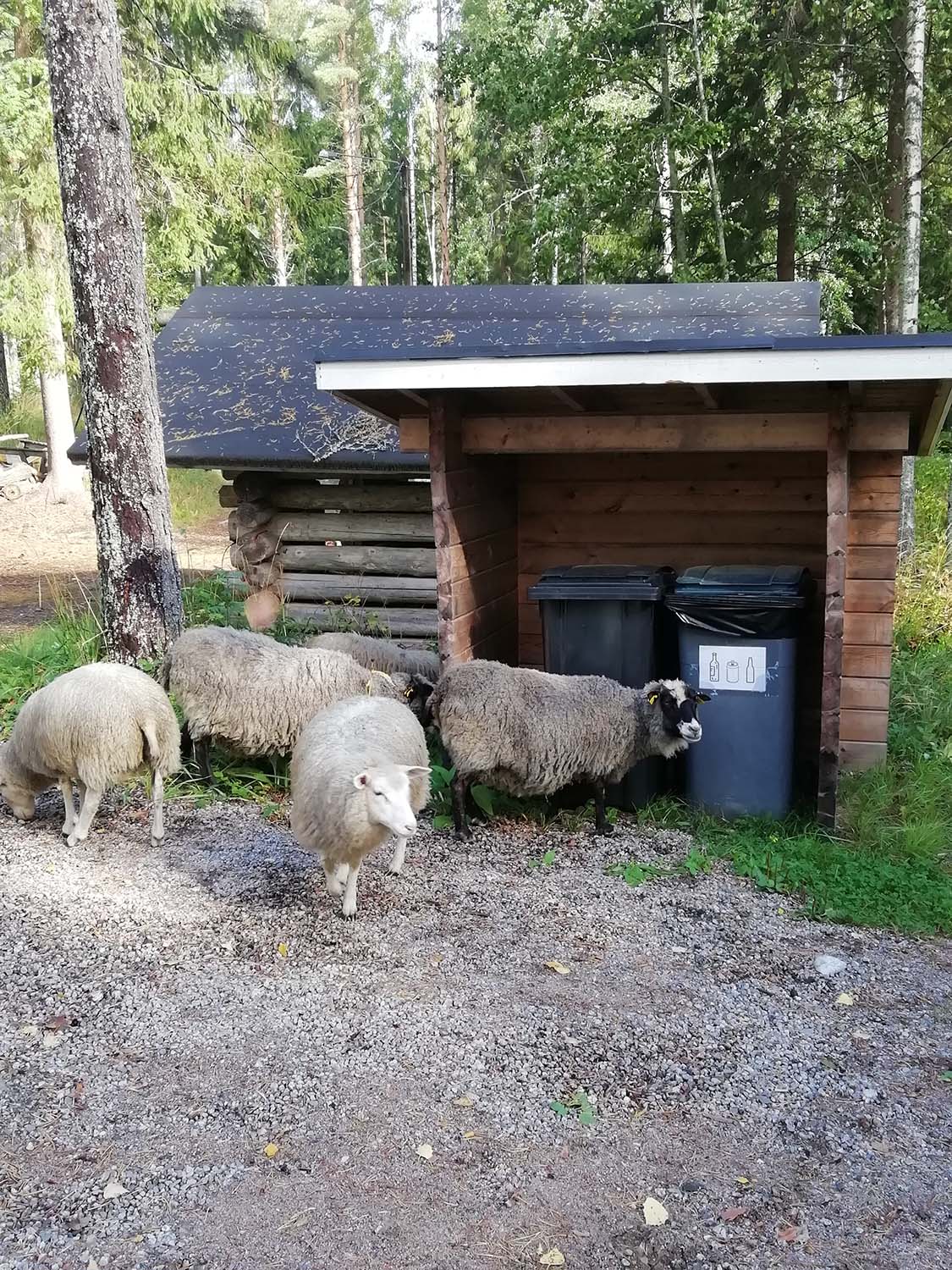 Lampaiden artikkelikuva 1