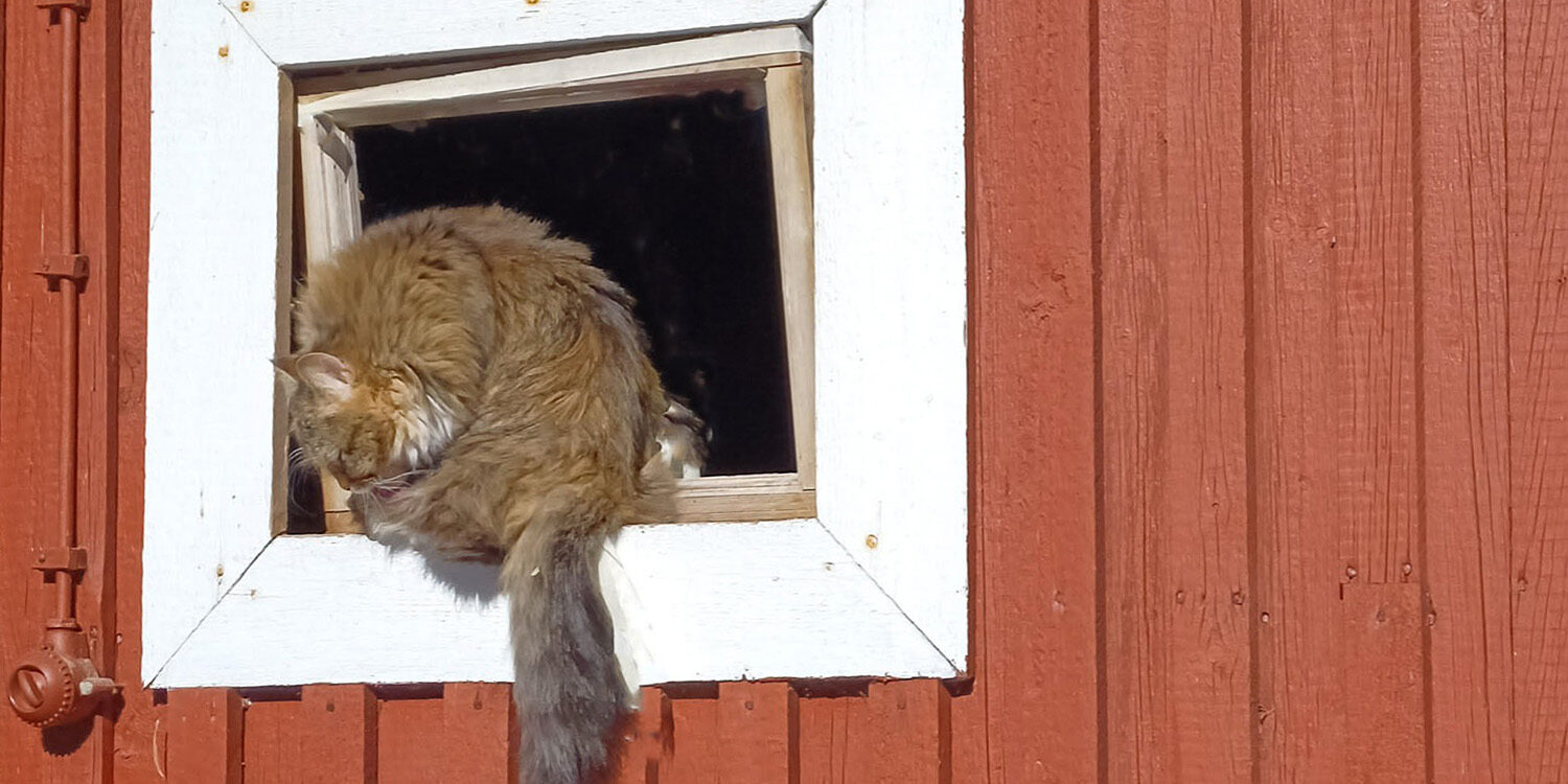 1 Umpu ikkunanaukossa sov