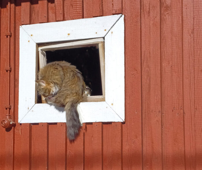 1 Umpu ikkunanaukossa sov