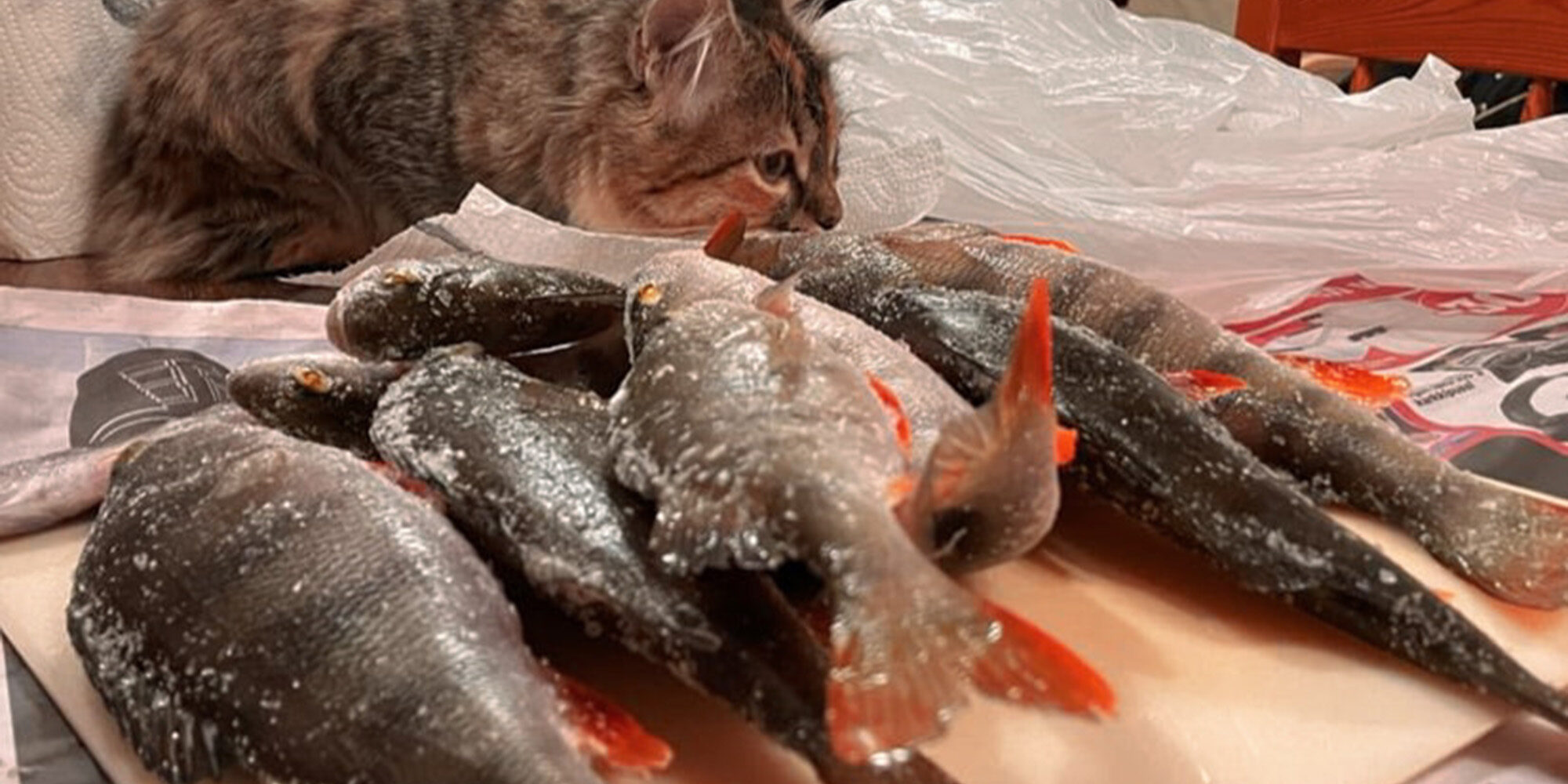 Umpu kalojen kanssa kansi