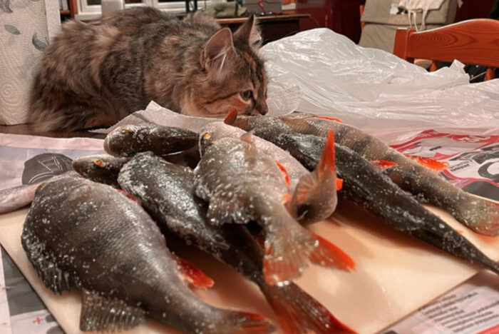 Umpu kalojen kanssa kansi