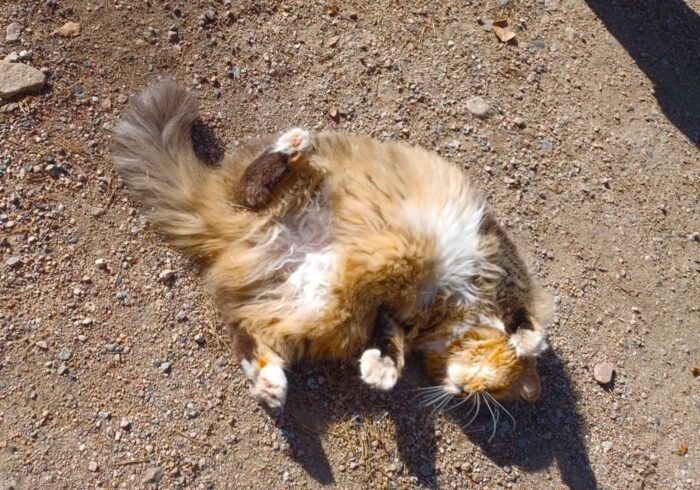 Bannerikuva Umpusta sov