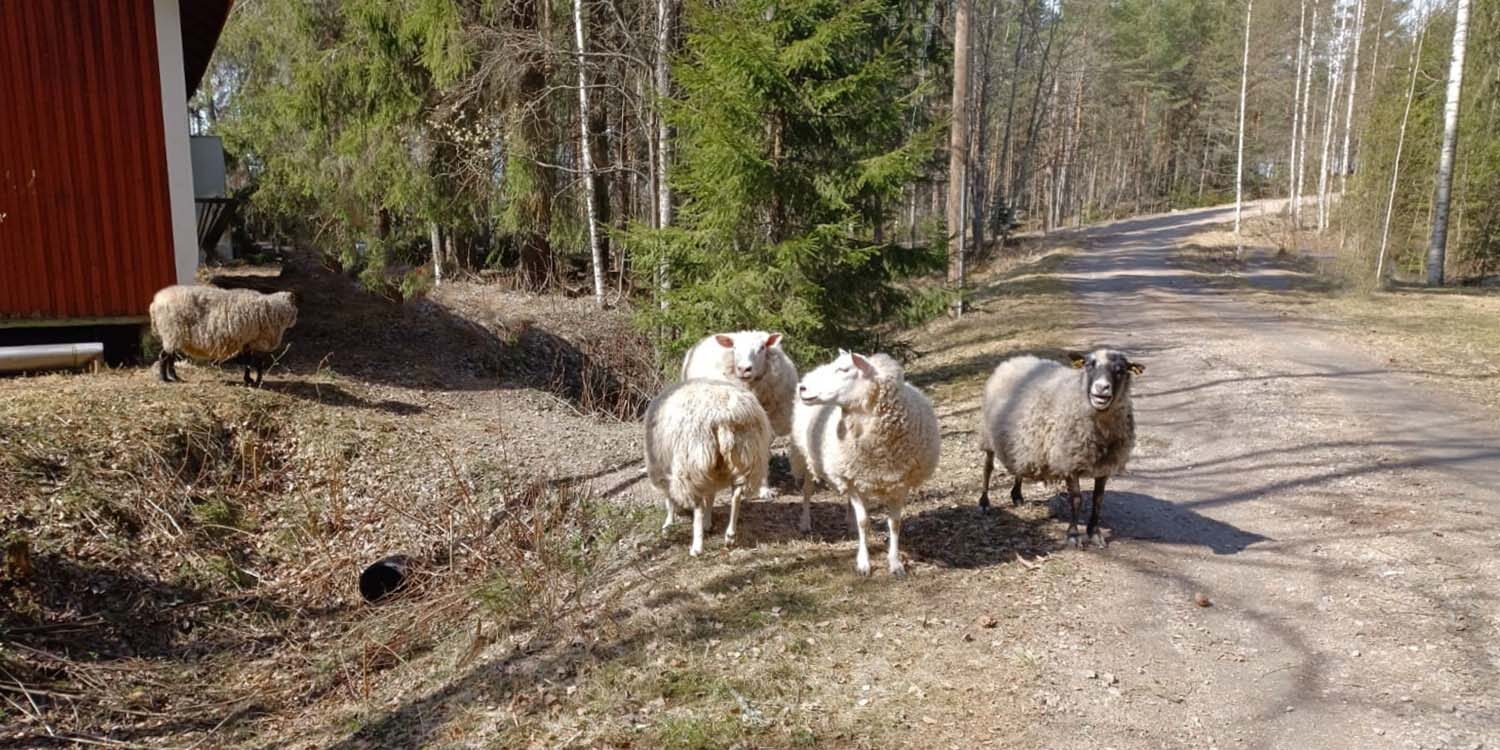 Lampaat karussa tiellä sov
