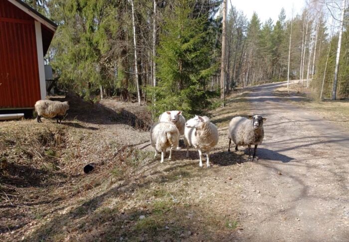 Lampaat karussa tiellä sov