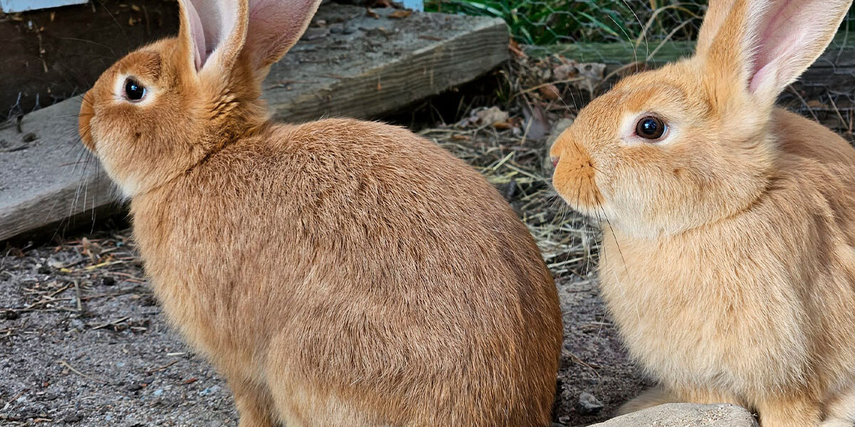 5 kaksi kania 800×1200