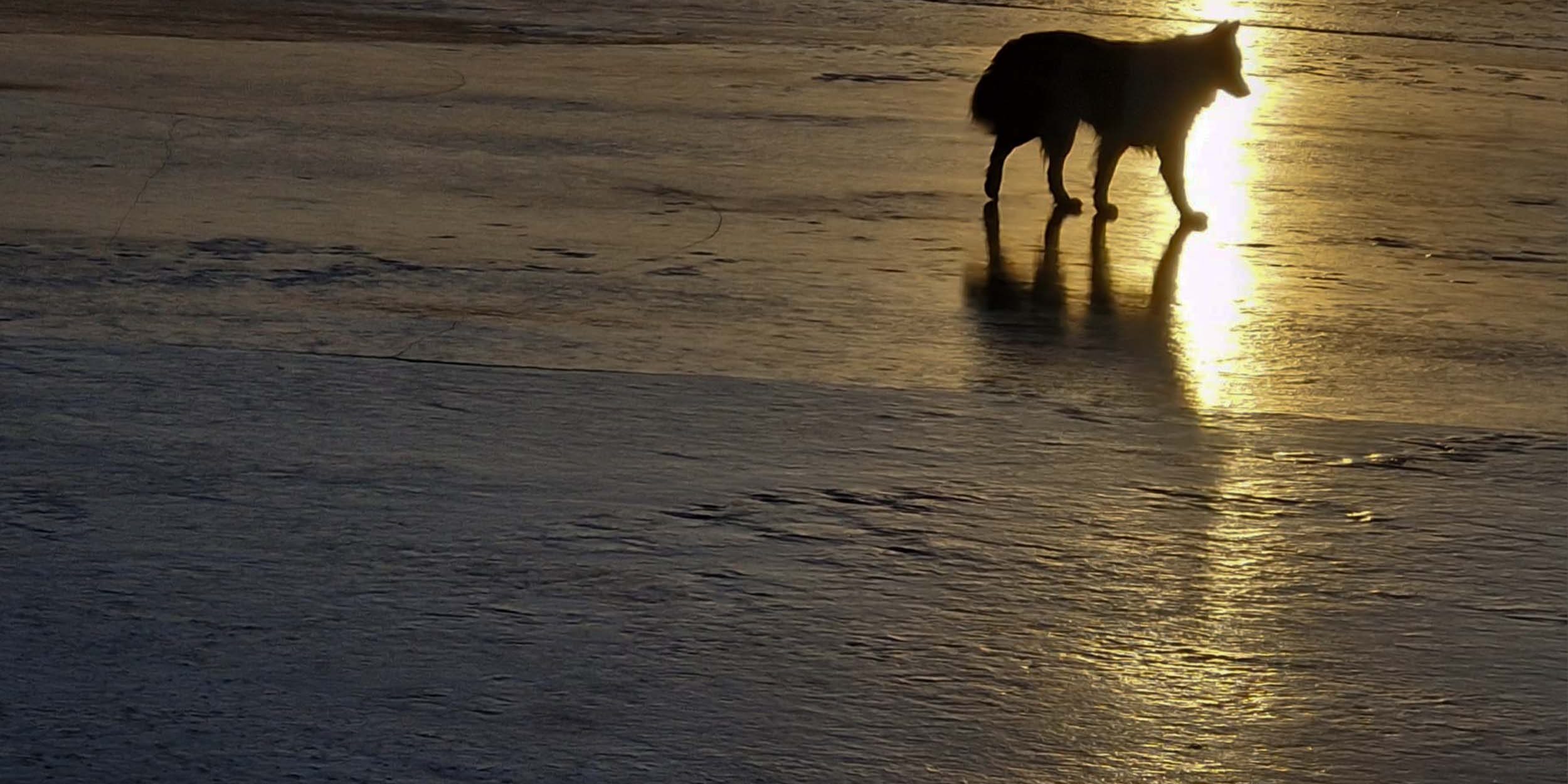 Viima yöllä banneri