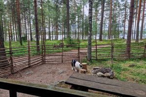 2-Rautun-aidatulla-pihalla-Viima-800x533-1