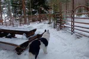 4-Levitetty-talvipiha