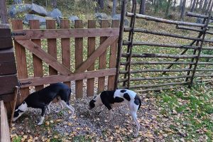 Koirat-pihalla-800x533-ok